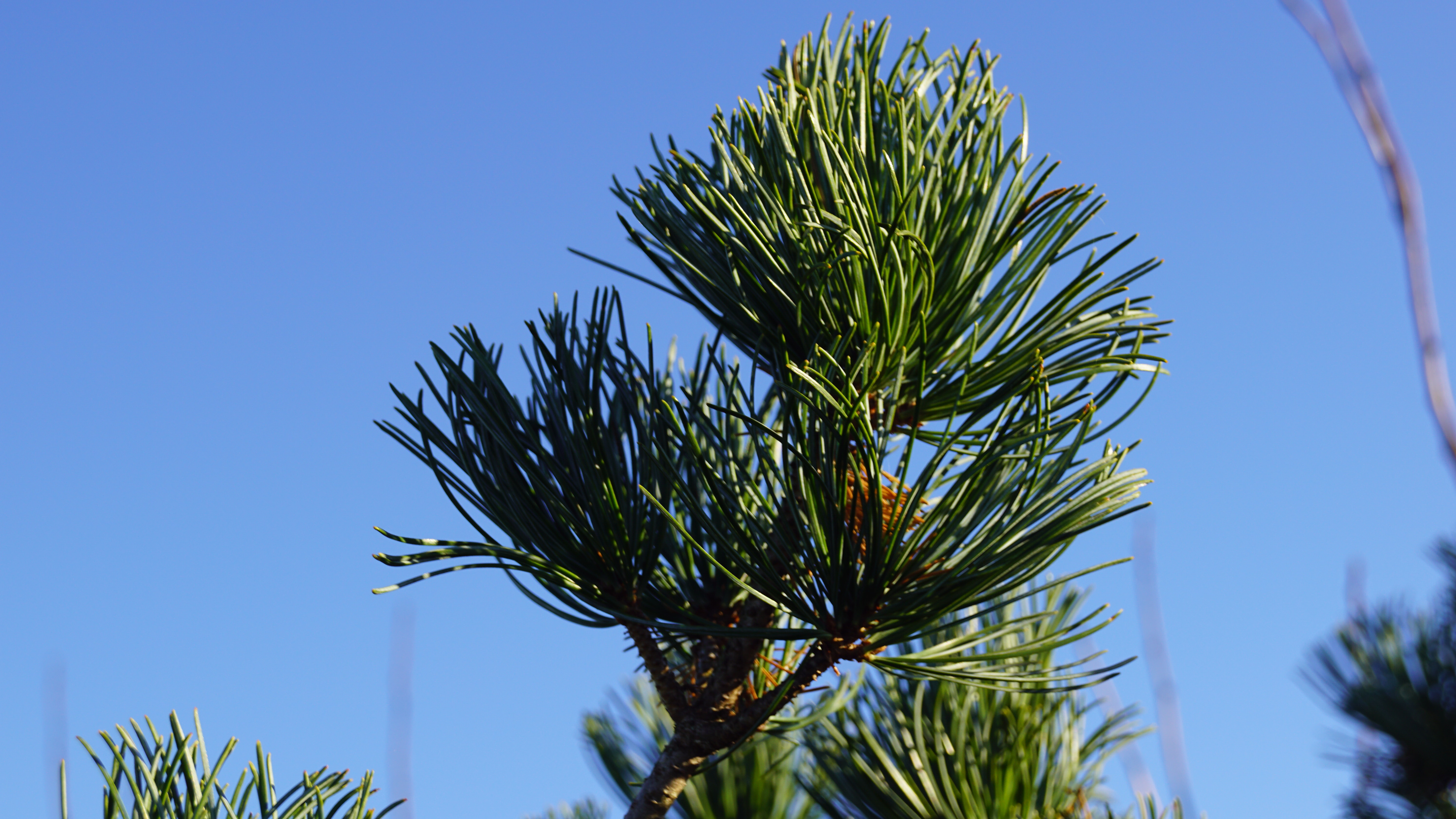 Pinus parviflora 'Green Monkey' (6)